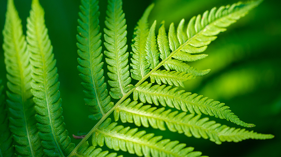 green fern