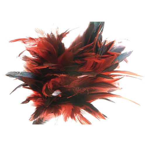 Frisky Feather Duster close up of feather end